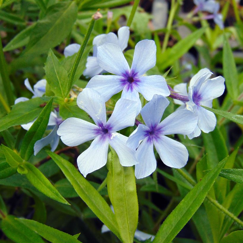 Wald-Phlox Chattahoochee - Phlox divaricata (Flowering)