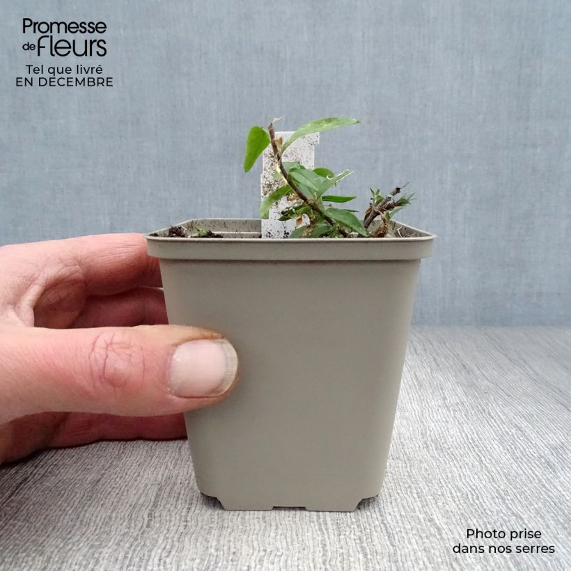 Exemplar von Wald-Phlox Clouds of Perfume - Phlox divaricata Kleine Töpfe von 8/9 cm wie im Winter geliefert