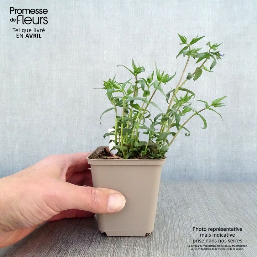 Exemplar von Wald-Phlox Clouds of Perfume - Phlox divaricata Kleine Töpfe von 8/9 cm wie im Frühjahr geliefert