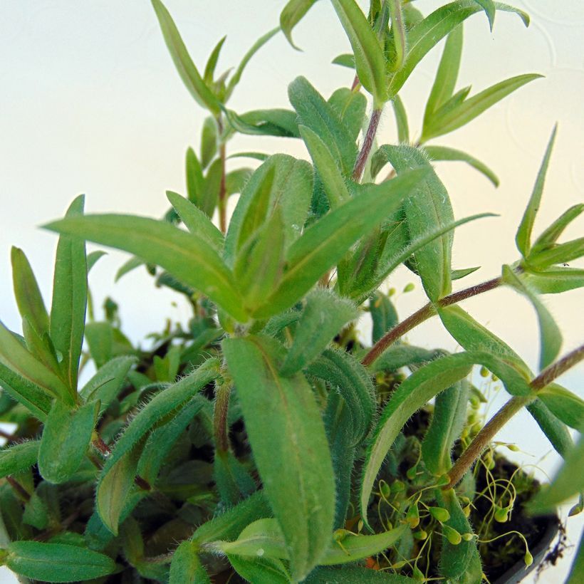 Wald-Phlox Dirigo Ice - Phlox divaricata (Foliage)