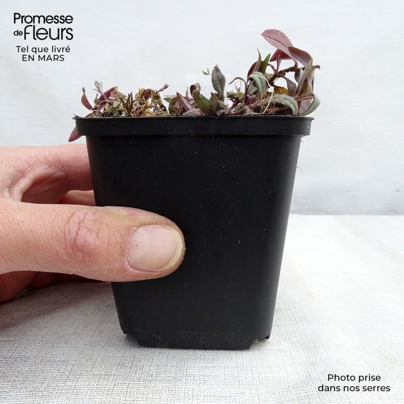 Exemplar von Wald-Phlox Dirigo Ice - Phlox divaricata Kleine Töpfe von 8/9 cm wie im Winter geliefert