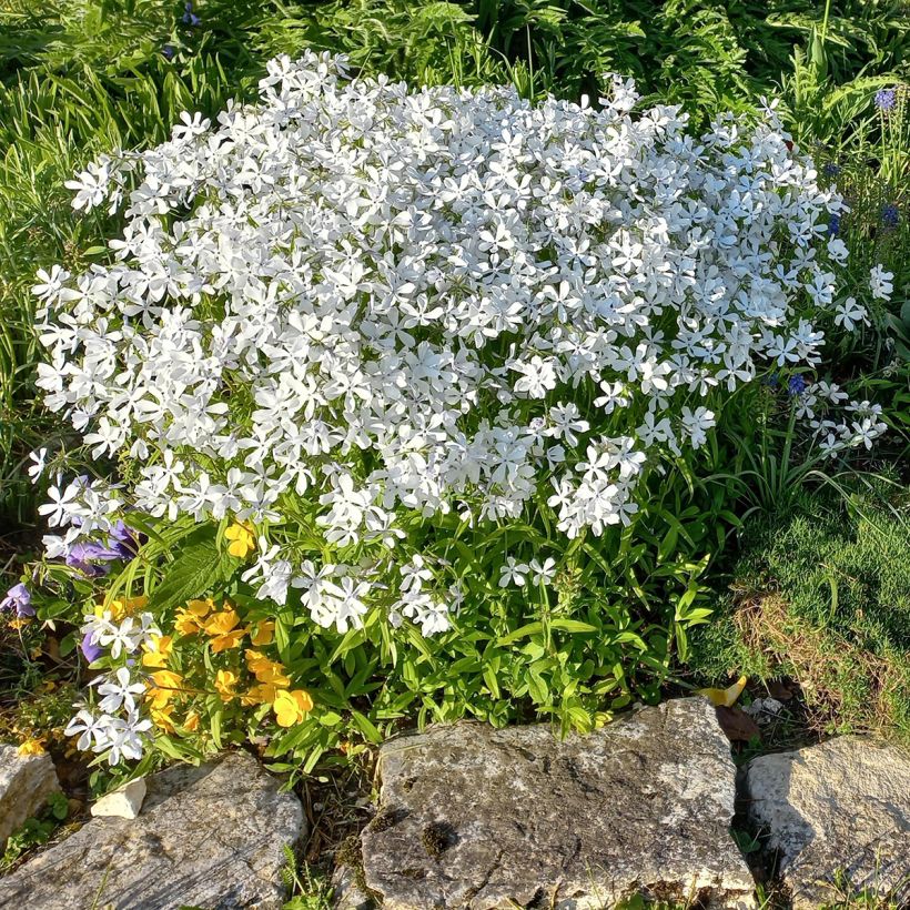 Wald-Phlox White Perfume - Phlox divaricata (Wuchs)