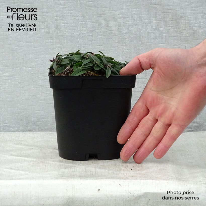 Example of Wald-Phlox White Perfume - Phlox divaricata Topf mit 2L/3L as you get in hiver