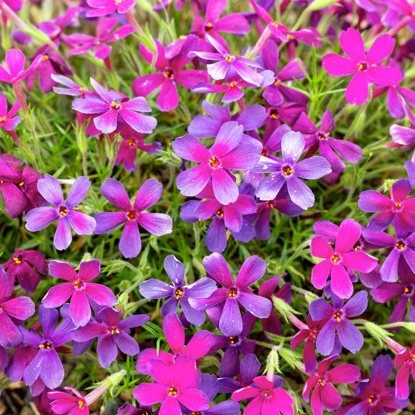 Polsterphlox Crackerjack - Phlox douglasii (Flowering)