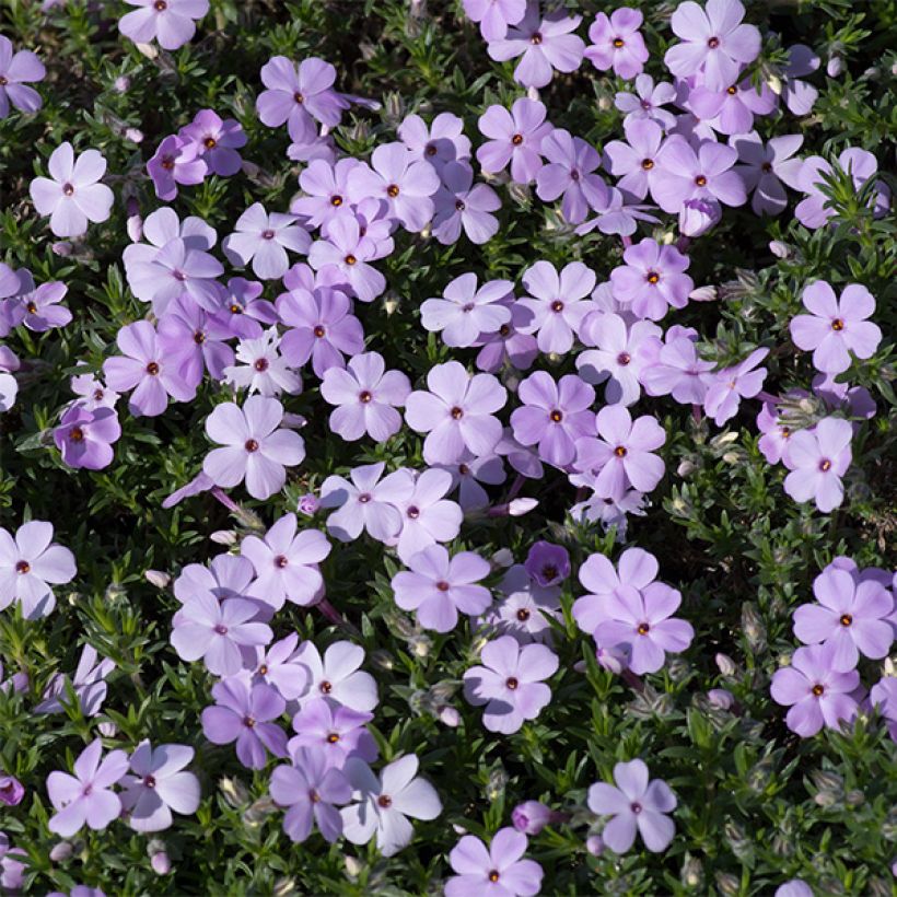 Polsterphlox Lilac Cloud - Phlox douglasii (Flowering)