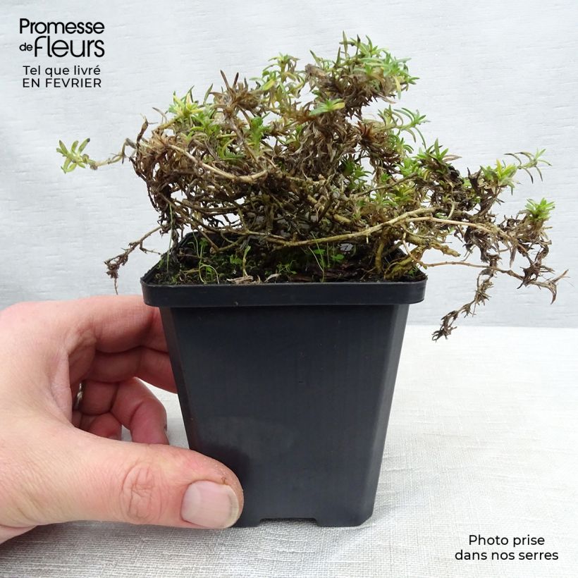 Exemplar von Polsterphlox Lilac Cloud - Phlox douglasii Kleine Töpfe von 8/9 cm wie im Winter geliefert