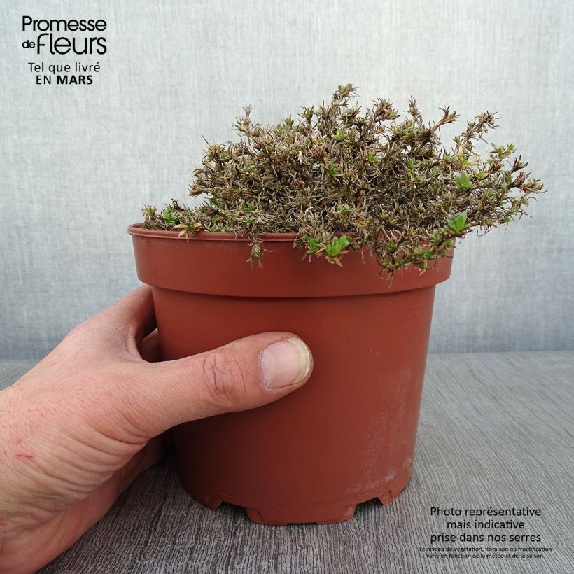 Exemplar von Polsterphlox Lilac Cloud - Phlox douglasii Topf mit 2L/3L wie im Winter geliefert