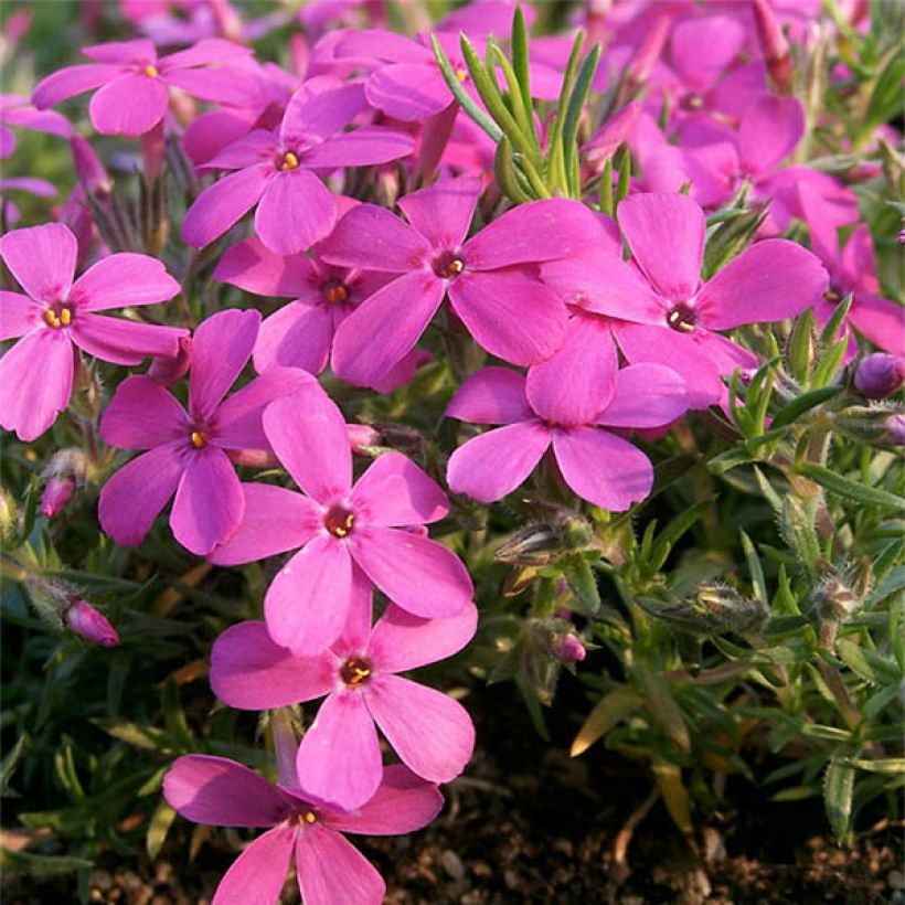 Polsterphlox Waterloo - Phlox douglasii (Flowering)