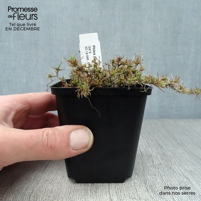 Example of Polsterphlox Waterloo - Phlox douglasii Kleine Töpfe von 8/9 cm as you get in hiver