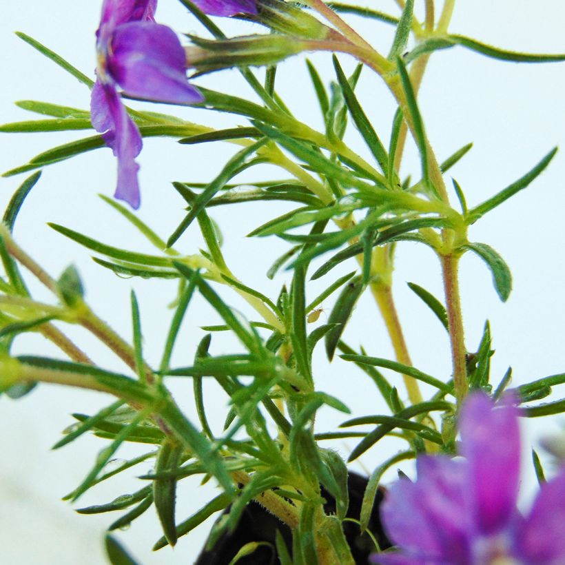 Polsterphlox Waterloo - Phlox douglasii (Foliage)