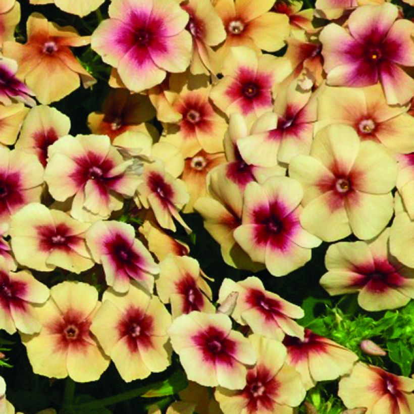 Sommer-Phlox Cherry Caramel (Samen) - Phlox (Flowering)