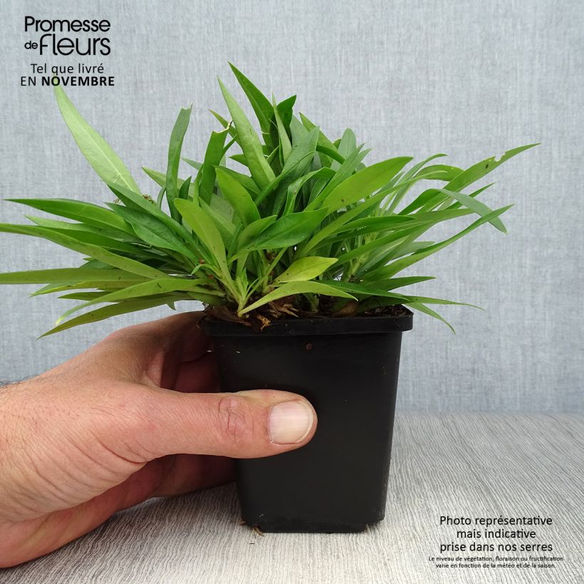 Example of Flammenblume Forever Pink - Phlox Kleine Töpfe von 8/9 cm as you get in automne