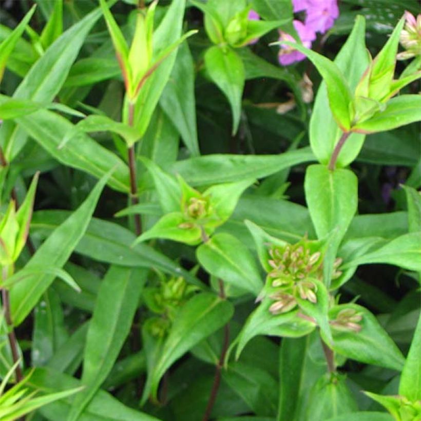 Gefleckter Phlox Alpha - Phlox maculata (Foliage)