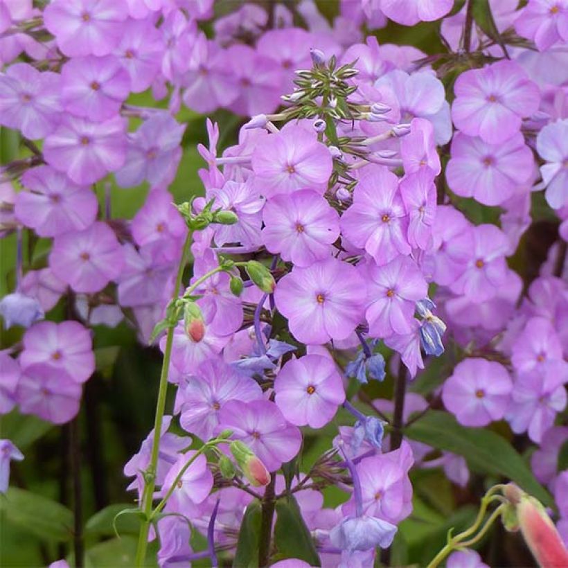 Gefleckter Phlox Alpha - Phlox maculata (Flowering)