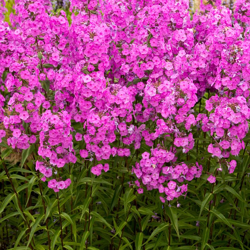 Gefleckter Phlox Alpha - Phlox maculata (Plant habit)