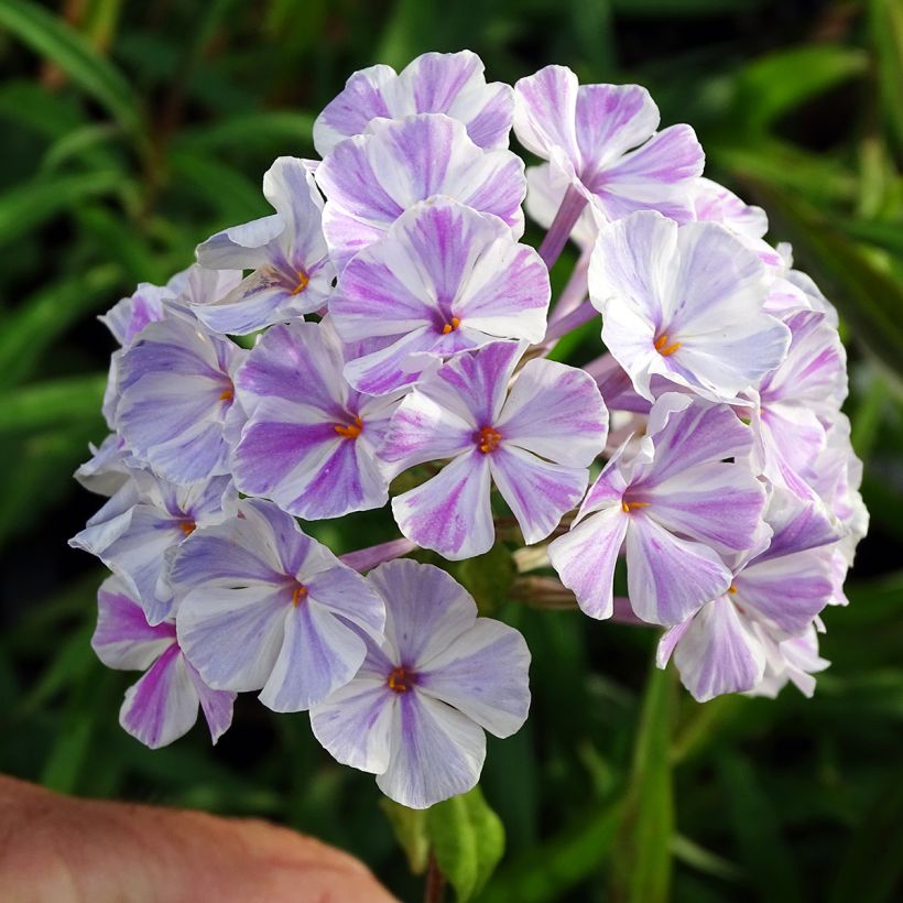 Gefleckter Phlox Natasha - Phlox maculata (Flowering)