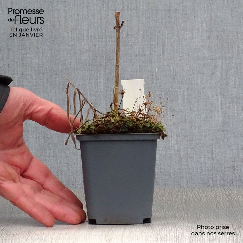 Exemplar von Gefleckter Phlox Natasha - Phlox maculata Kleine Töpfe von 8/9 cm wie im Winter geliefert