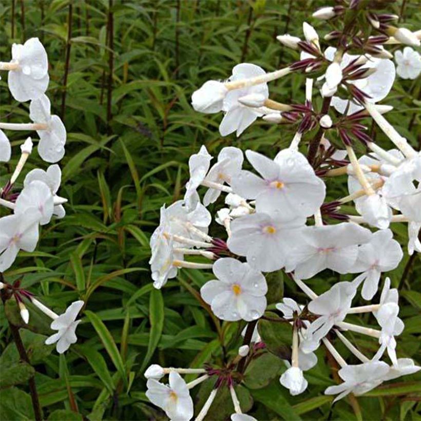 Gefleckter Phlox Omega - Phlox maculata (Foliage)