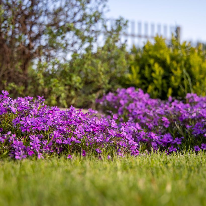 Pfriemenförmiger Phlox Atropurpurea - Phlox subulata (Plant habit)
