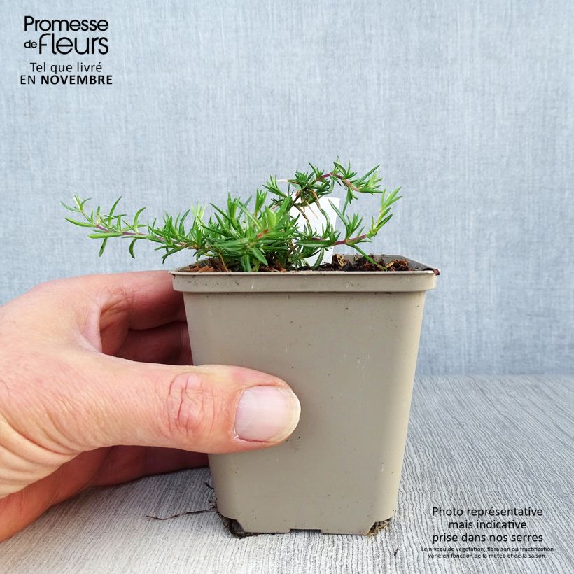Example of Pfriemenförmiger Phlox Candy Stripes - Phlox subulata Kleine Töpfe von 8/9 cm as you get in automne
