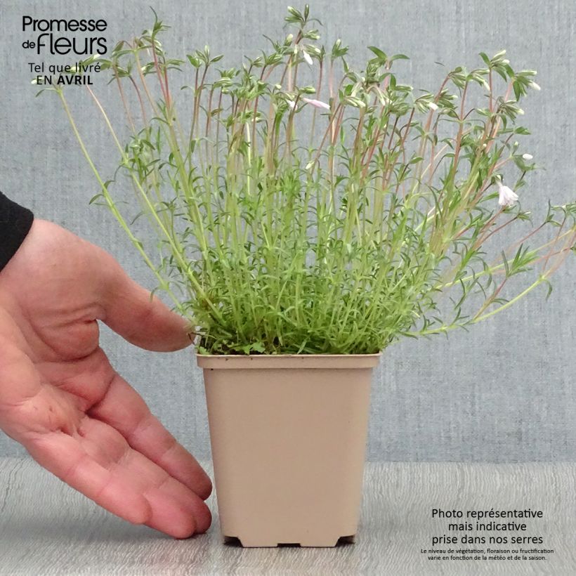 Exemplar von Pfriemenförmiger Phlox Candy Stripes - Phlox subulata Kleine Töpfe von 8/9 cm wie im Frühjahr geliefert