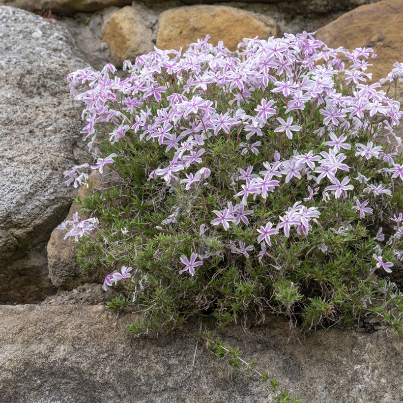 Pfriemenförmiger Phlox Candy Stripes - Phlox subulata (Plant habit)