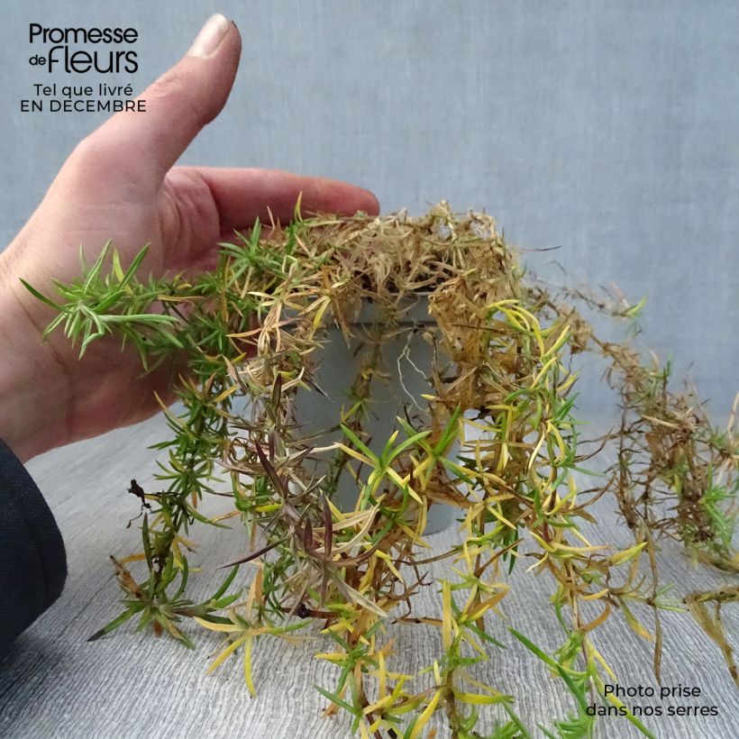 Exemplar von Pfriemenförmiger Phlox Scarlet Flame - Phlox subulata Kleine Töpfe von 8/9 cm wie im Winter geliefert