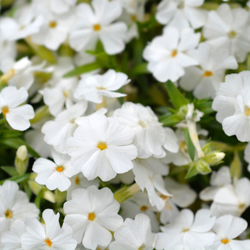 Pfriemenförmiger Phlox White Delight - Phlox subulata (Flowering)