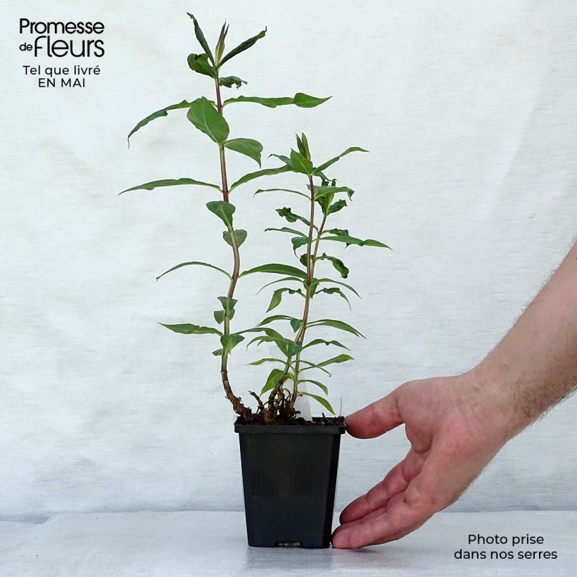 Exemplar von Hohe Flammenblume Amethyst - Phlox paniculata Kleine Töpfe von 8/9 cm wie im Frühjahr geliefert