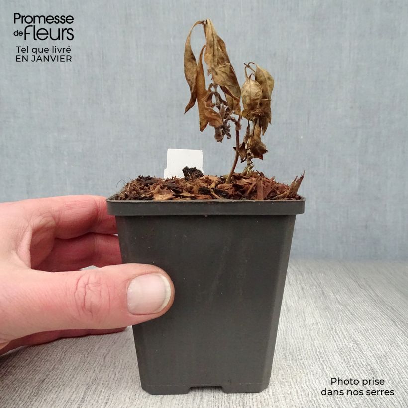 Exemplar von Hohe Flammenblume Amethyst - Phlox paniculata Kleine Töpfe von 8/9 cm wie im Winter geliefert