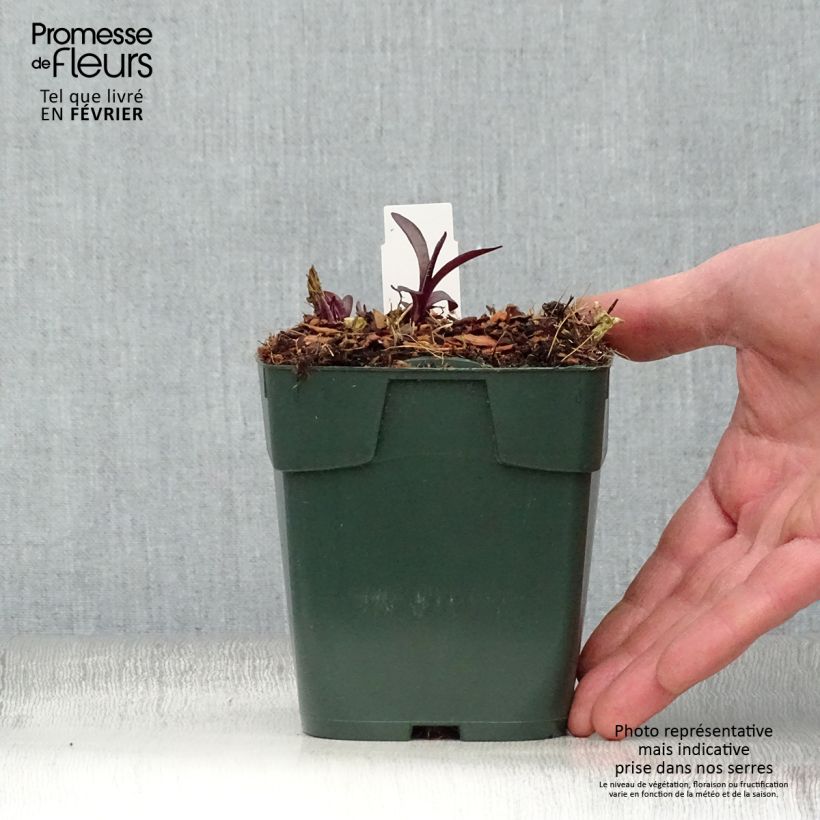 Exemplar von Hohe Flammenblume Bambini Desire - Phlox paniculata Kleine Töpfe von 8/9 cm wie im Winter geliefert