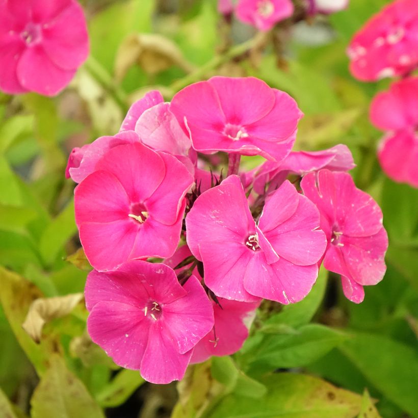 Hohe Flammenblume Bambini Primadonna - Phlox paniculata (Flowering)