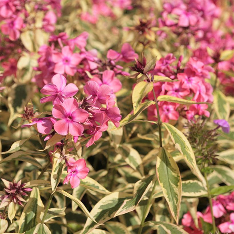 Hohe Flammenblume Becky Towe - Phlox paniculata (Flowering)