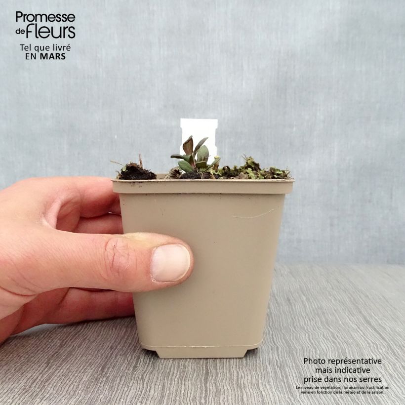 Exemplar von Hohe Flammenblume Blind Lion - Phlox paniculata Kleine Töpfe von 8/9 cm wie im Frühjahr geliefert