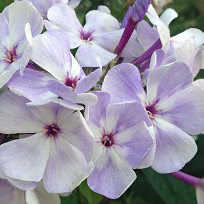 Hohe Flammenblume Blue Flame - Phlox paniculata (Flowering)