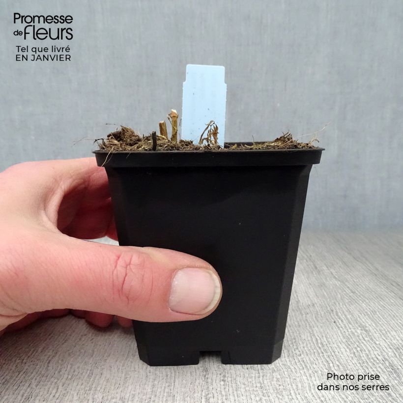 Exemplar von Hohe Flammenblume Blue Paradise - Phlox paniculata Kleine Töpfe von 8/9 cm wie im Winter geliefert