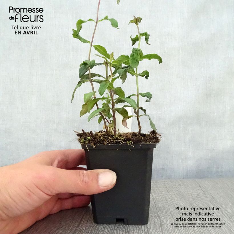 Exemplar von Hohe Flammenblume Blue Paradise - Phlox paniculata Kleine Töpfe von 8/9 cm wie im Frühjahr geliefert