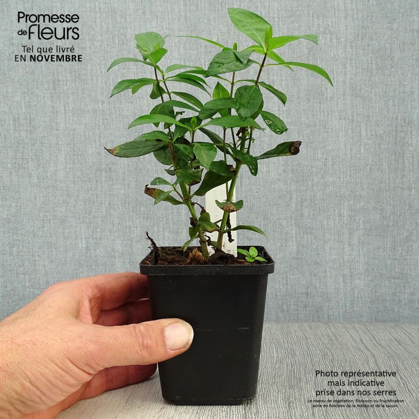 Example of Hohe Flammenblume Bright Eyes - Phlox paniculata Kleine Töpfe von 8/9 cm as you get in automne