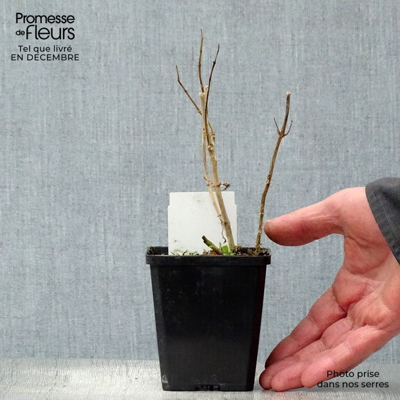 Exemplar von Hohe Flammenblume Bright Eyes - Phlox paniculata Kleine Töpfe von 8/9 cm wie im Winter geliefert