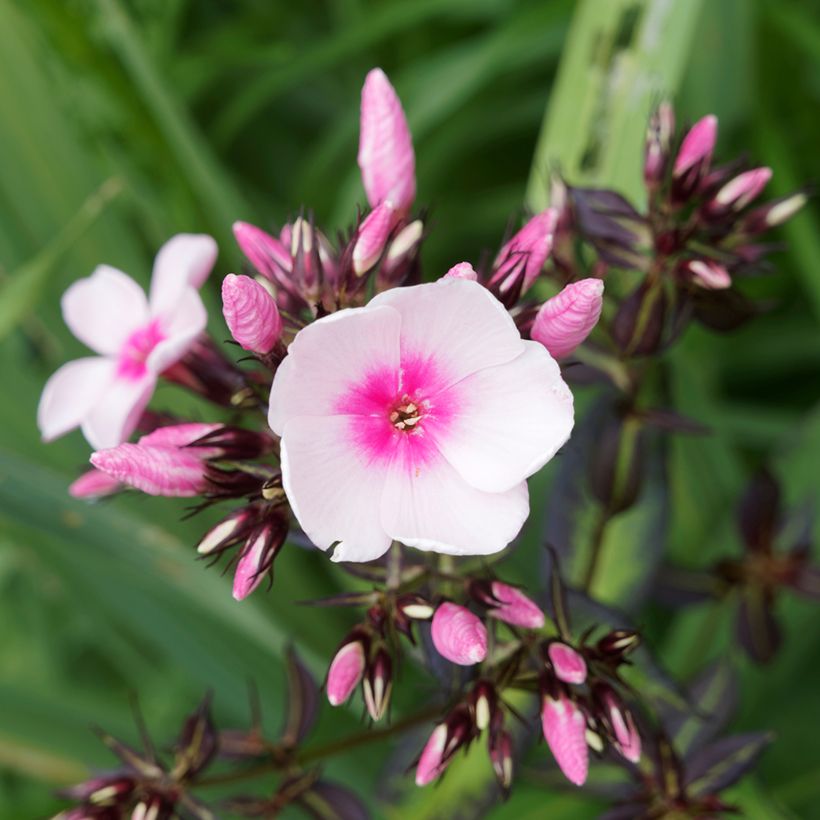 Hohe Flammenblume Bright Eyes - Phlox paniculata (Flowering)