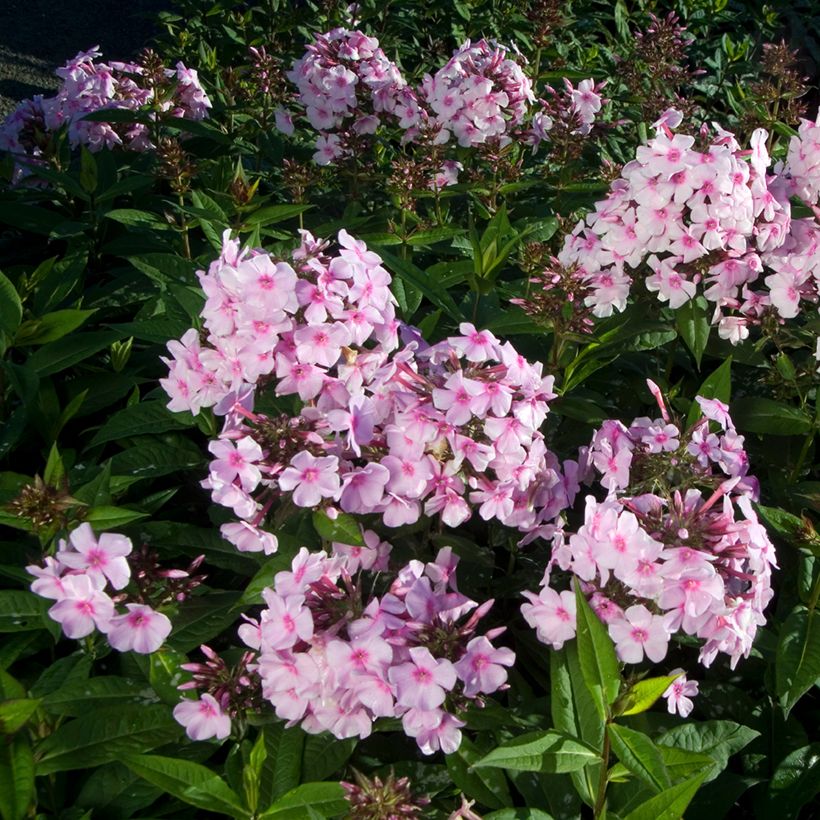 Hohe Flammenblume Bright Eyes - Phlox paniculata (Plant habit)