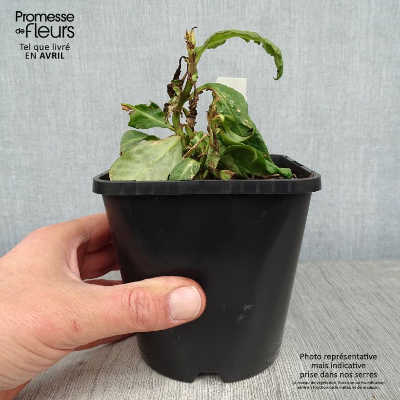 Exemplar von Hohe Flammenblume Bright Eyes - Phlox paniculata Topf mit 1,5L/2L wie im Frühjahr geliefert