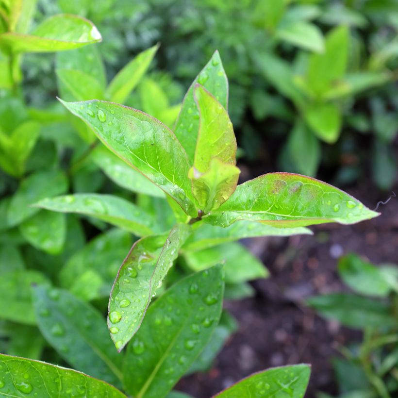 Hohe Flammenblume Butonik - Phlox paniculata (Foliage)