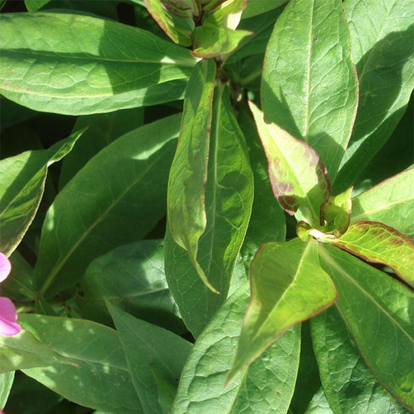 Hohe Flammenblume Coral Flame - Phlox paniculata (Foliage)