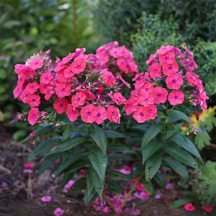 Hohe Flammenblume Coral Flame - Phlox paniculata (Plant habit)