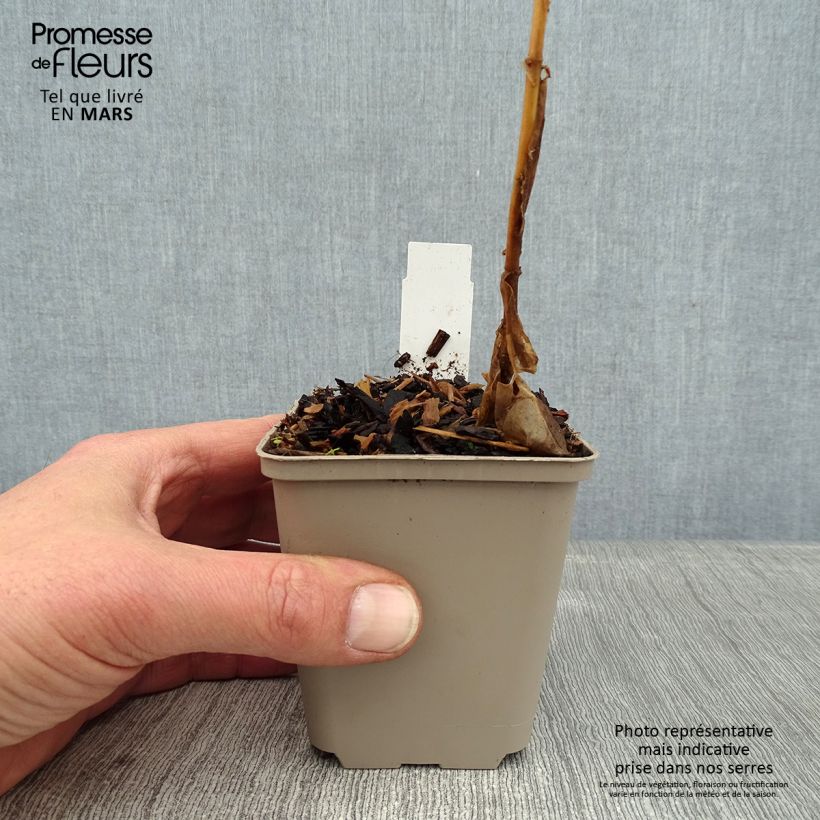 Exemplar von Hohe Flammenblume Coral Flame - Phlox paniculata Kleine Töpfe von 8/9 cm wie im Winter geliefert