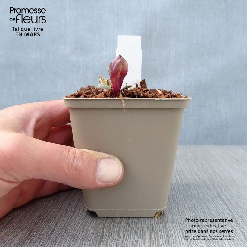 Exemplar von Hohe Flammenblume Coral Flame - Phlox paniculata Kleine Töpfe von 8/9 cm wie im Frühjahr geliefert