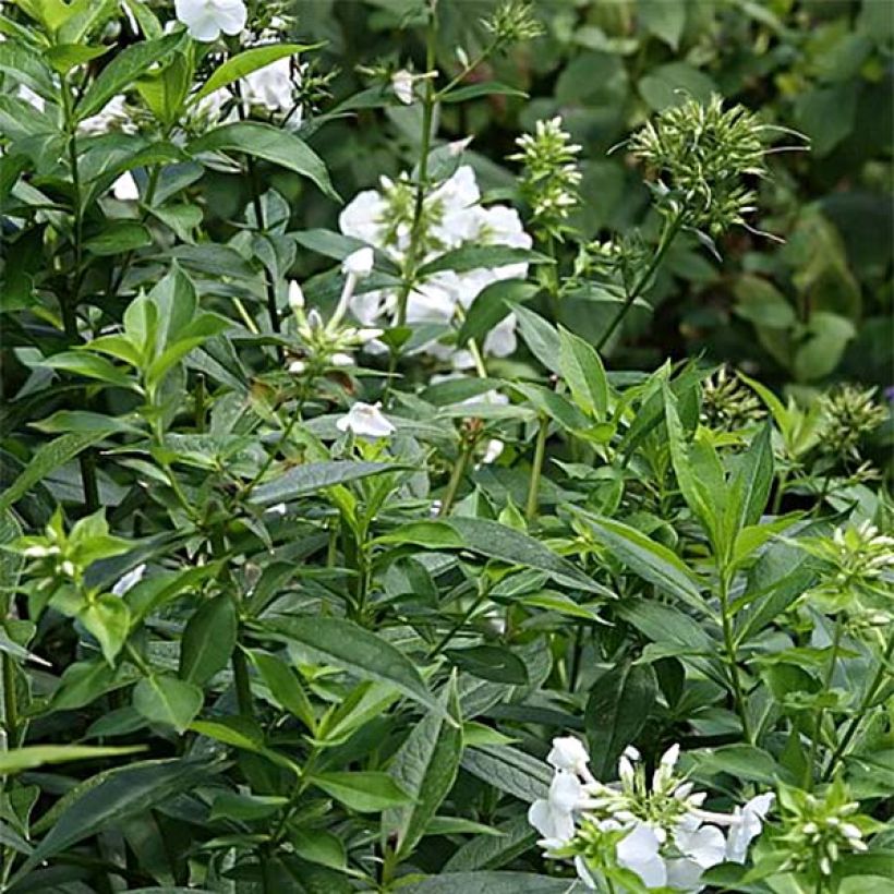 Hohe Flammenblume David - Phlox paniculata (Foliage)