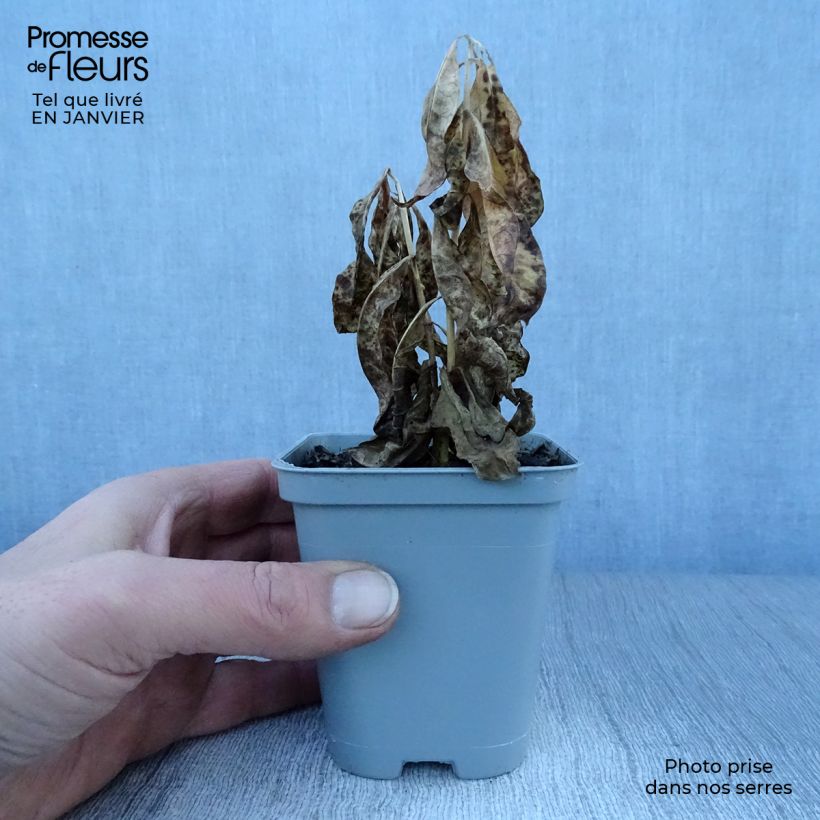 Exemplar von Hohe Flammenblume David - Phlox paniculata Kleine Töpfe von 8/9 cm wie im Winter geliefert