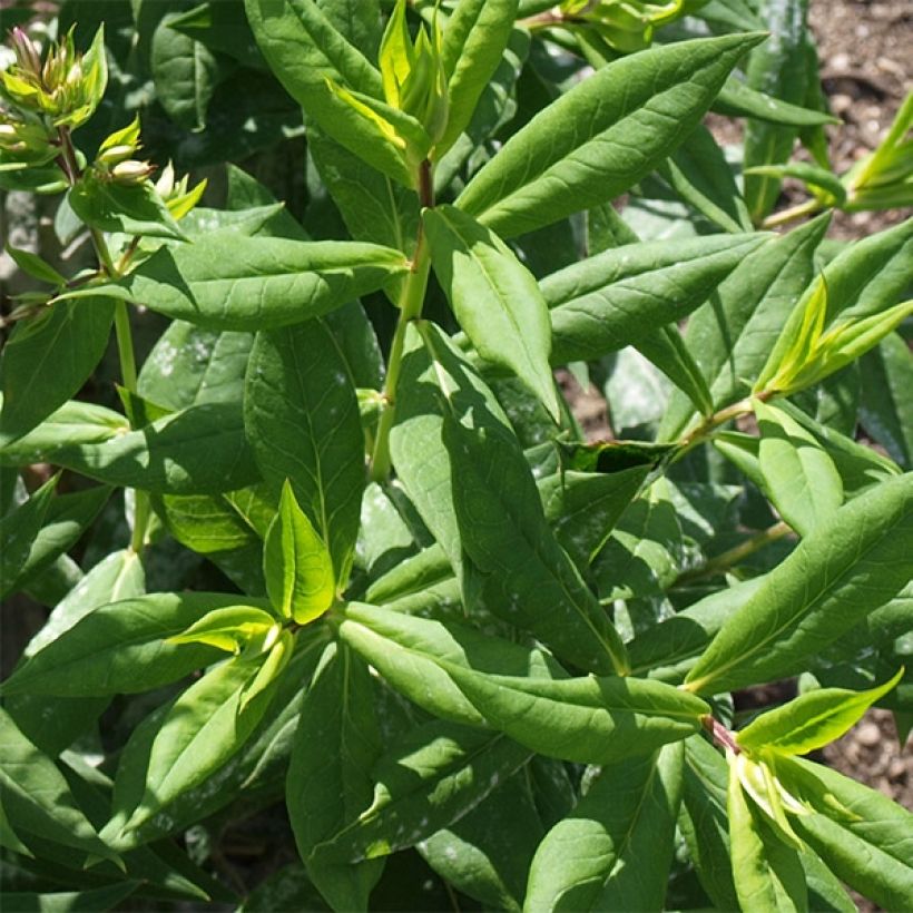 Hohe Flammenblume Elisabeth - Phlox paniculata (Foliage)